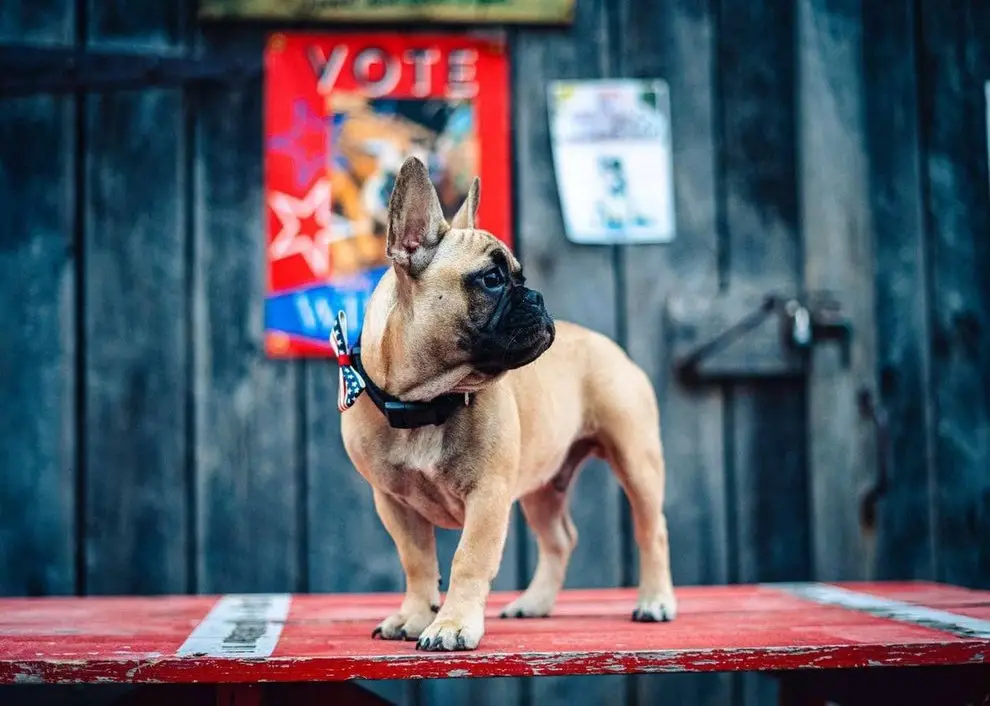 Bizarre: French bulldog elected as mayor of Kentucky town