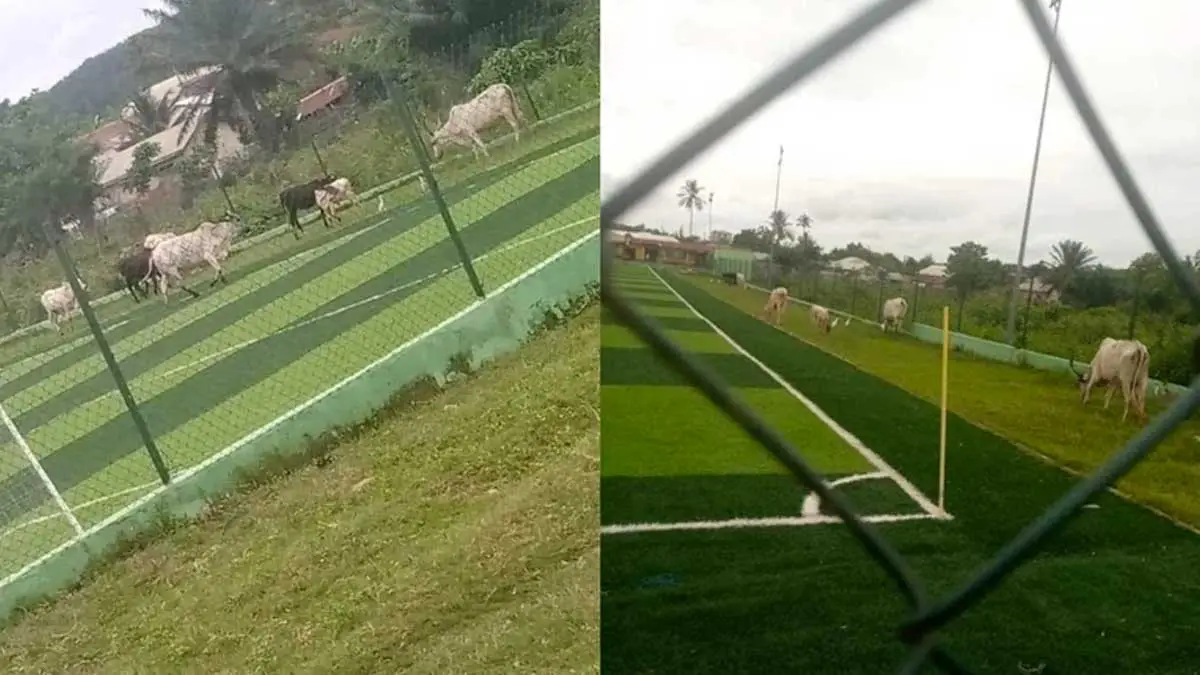Shocker as cattle graze on recently commissioned Akim Oda AstroTurf [Photos] » JustOnlyNews•com™