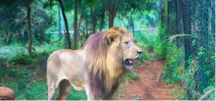 Lion at Accra Zoo