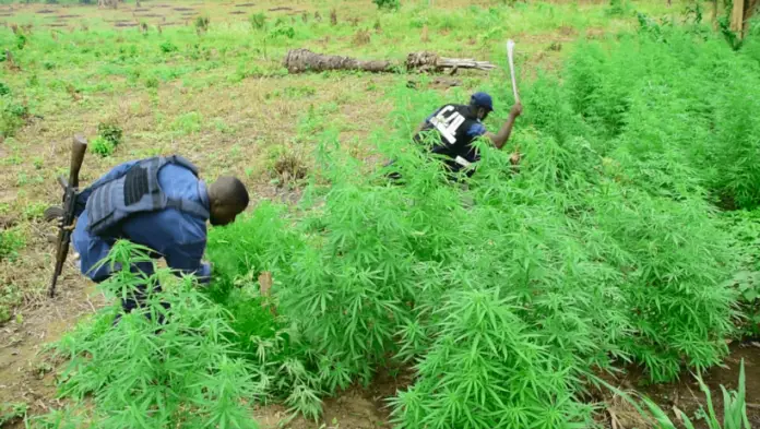 Only weed exportation can save Ghana’s economy ­– Public Policy Expert